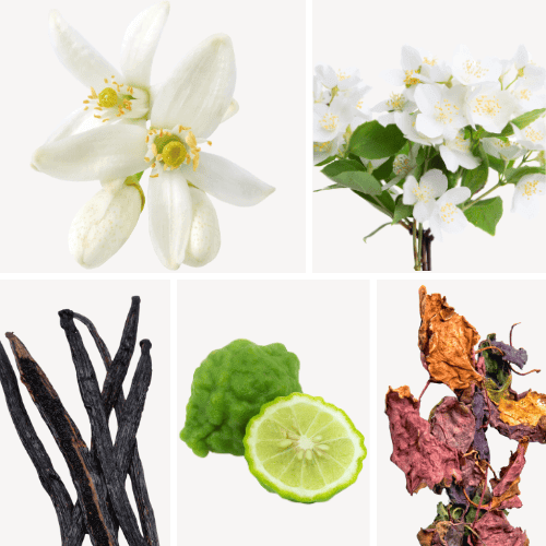 Duftnoten: Orangenblüte, Patschuli, Jasmin, Vanille, Bergamotte